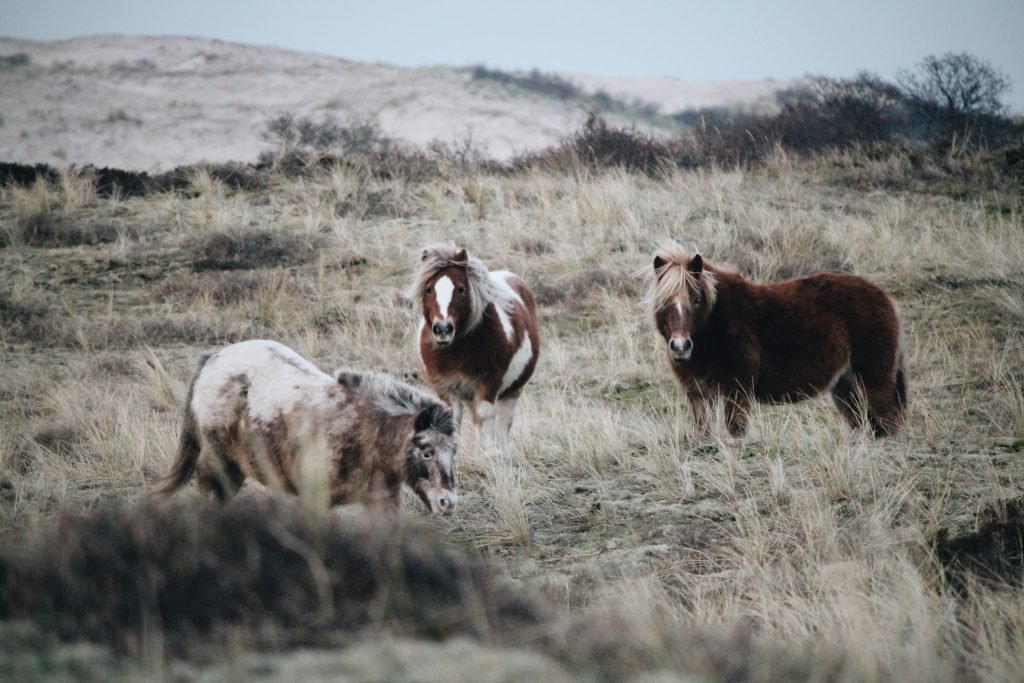 Terschelling Natuur Ontdekken